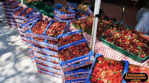 Orlando's Farmers Market at Lake Eola.