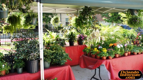 Orlando's Farmers Market at Lake Eola: Plants for sale. Orlando's Farmers Market at Lake Eola: Plants for sale.