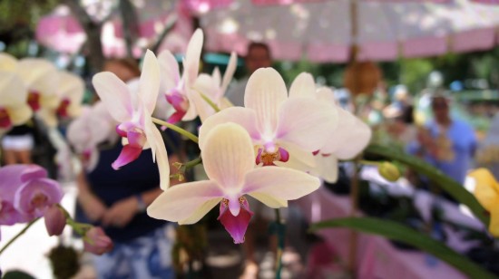 Winter Park Farmers Market. Winter Park Farmers Market.