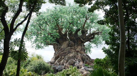 The Tree of Life is just as stunning when viewed from the backside.
