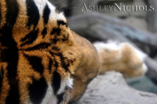 Photo Guide to Busch Gardens Tampa: Afternoon Snooze.