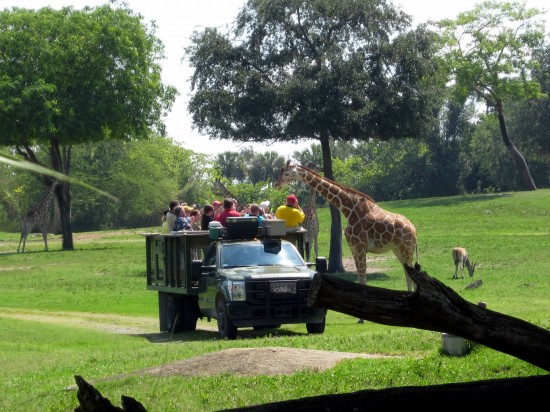Animal encounters at Busch Gardens Tampa Bay.