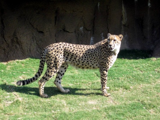 Animal encounters at Busch Gardens Tampa Bay. Animal encounters at Busch Gardens Tampa Bay.