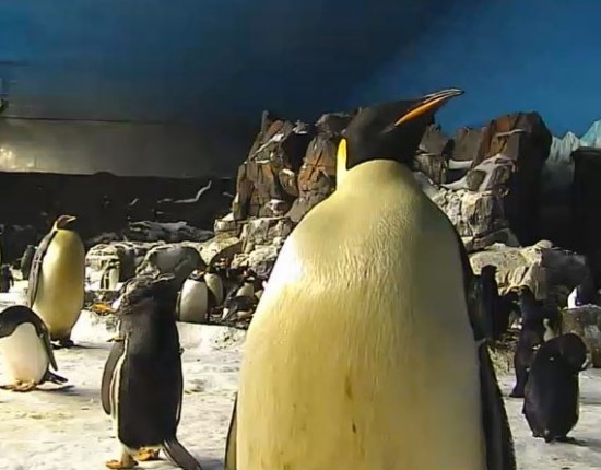 SeaWorld's Penguin Cam SeaWorld's Penguin Cam.