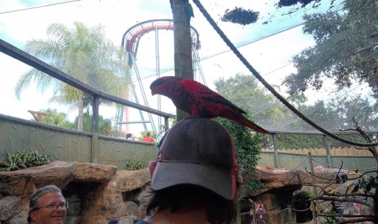 Busch Gardens Tampa trip report - November 2013.