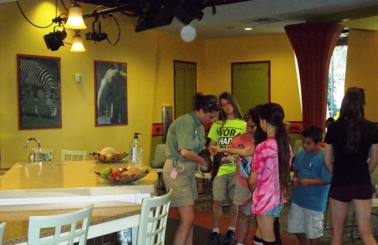 Busch Gardens Tampa trip report - November 2013.