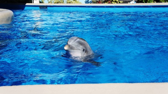SeaWorld Orlando - January 2014.