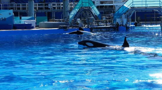 SeaWorld Orlando - January 2014.