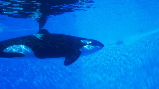 SeaWorld Orlando - January 2014.