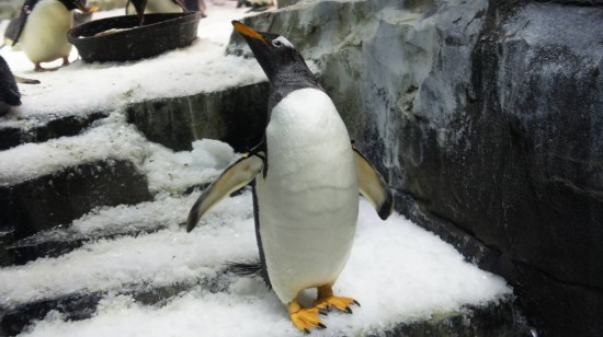 SeaWorld Orlando - January 2014.