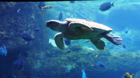 SeaWorld Orlando - January 2014.