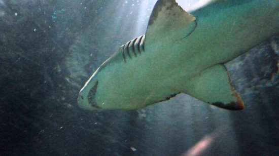 SeaWorld Orlando - January 2014.
